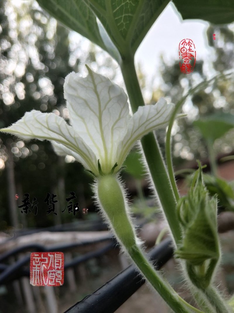 本长三河流葫芦种子，2020年新品淘宝网搜索店铺:新货廊