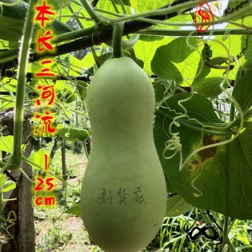 本长三河流葫芦种子，2020年新品淘宝网搜索店铺:新货廊