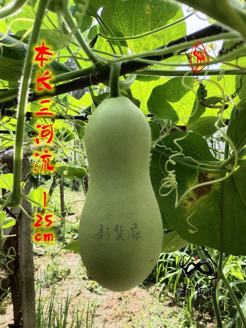 本长三河流葫芦种子，2020年新品淘宝网搜索店铺:新货廊