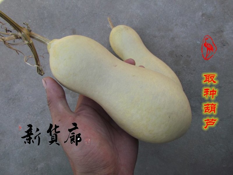 本长三河流葫芦种子，2020年新品淘宝网搜索店铺:新货廊