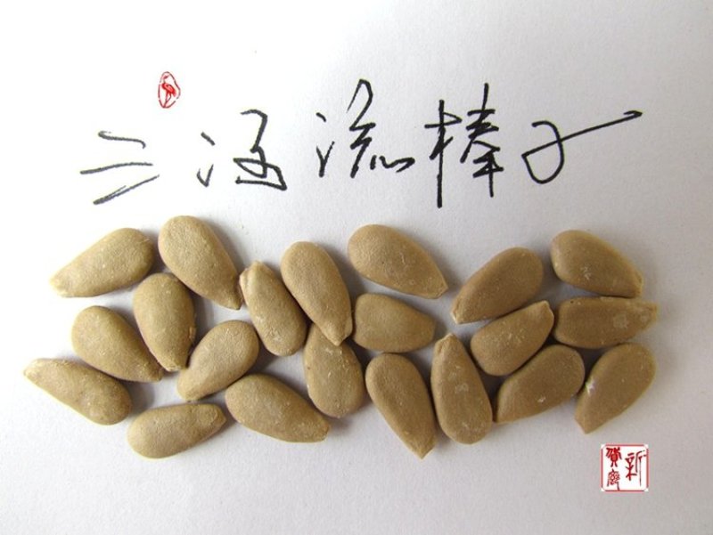本长三河流葫芦种子，2020年新品淘宝网搜索店铺:新货廊