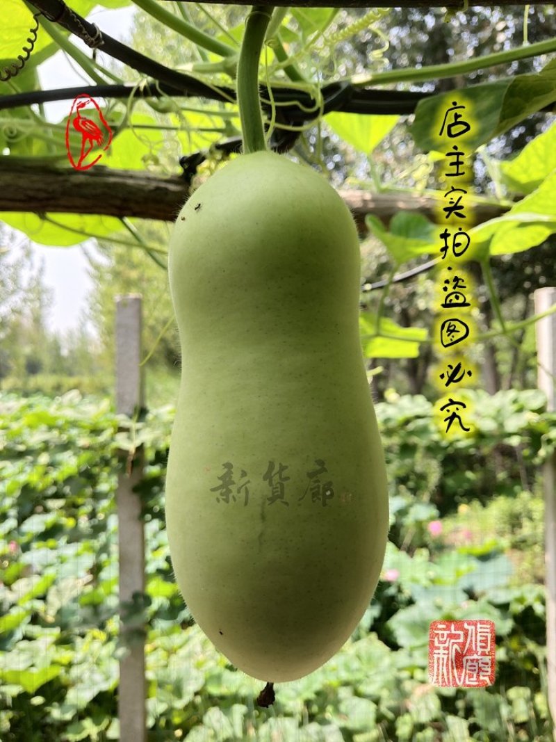 本长三河流葫芦种子，2020年新品淘宝网搜索店铺:新货廊