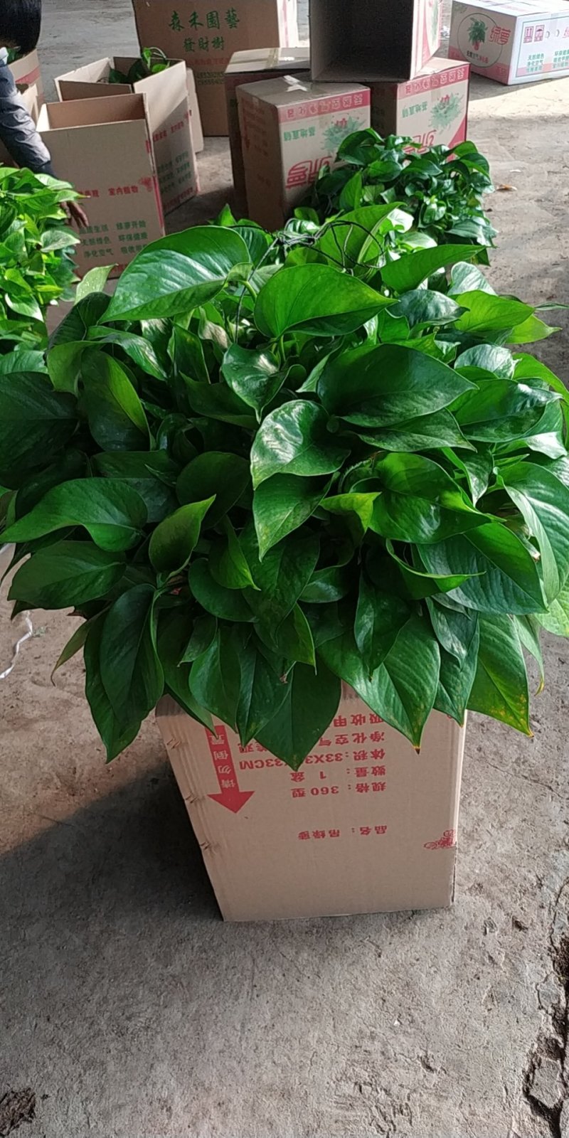 绿萝360mm挂藤子普通盆