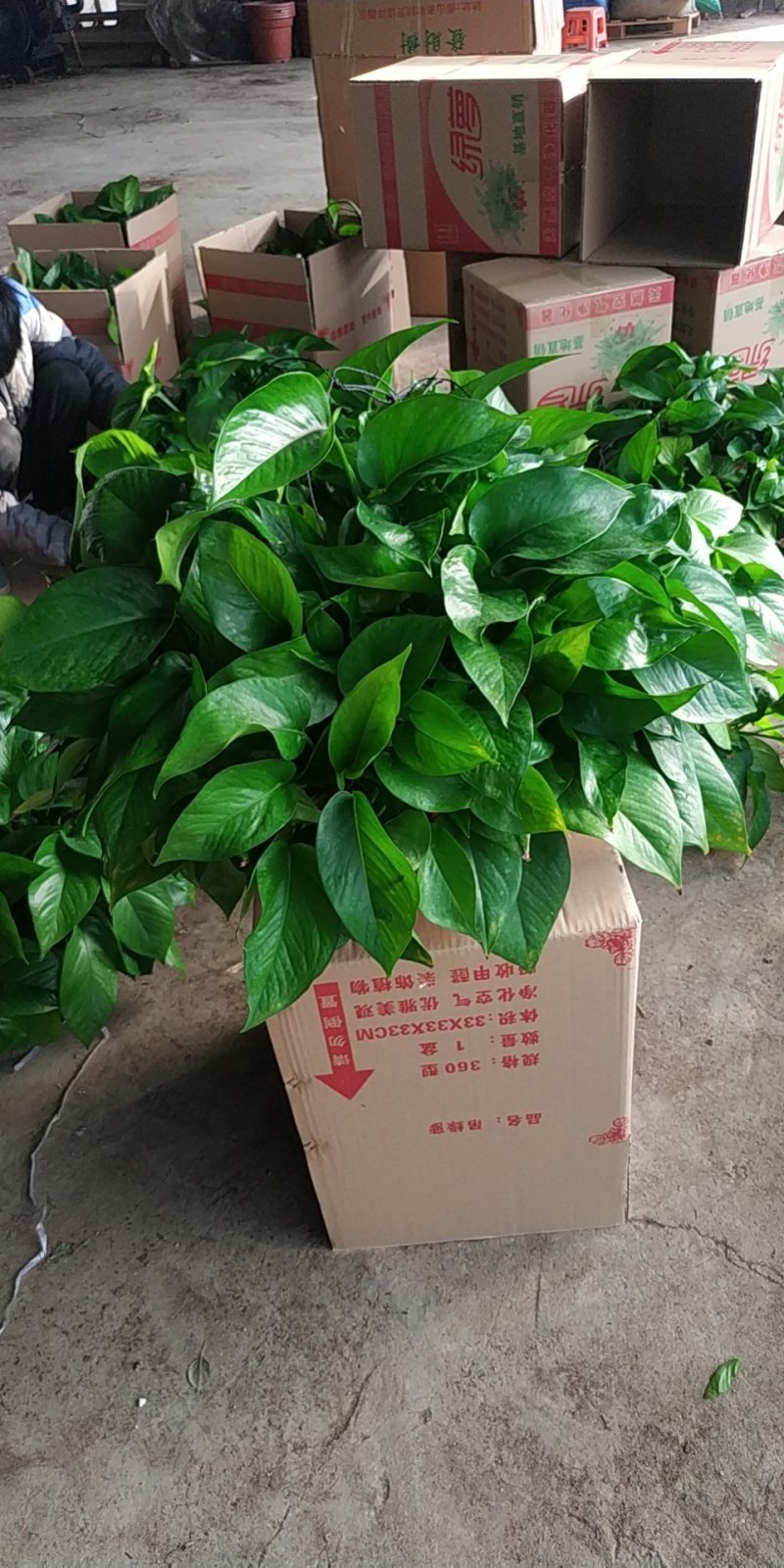 花架子铁(绿萝架)