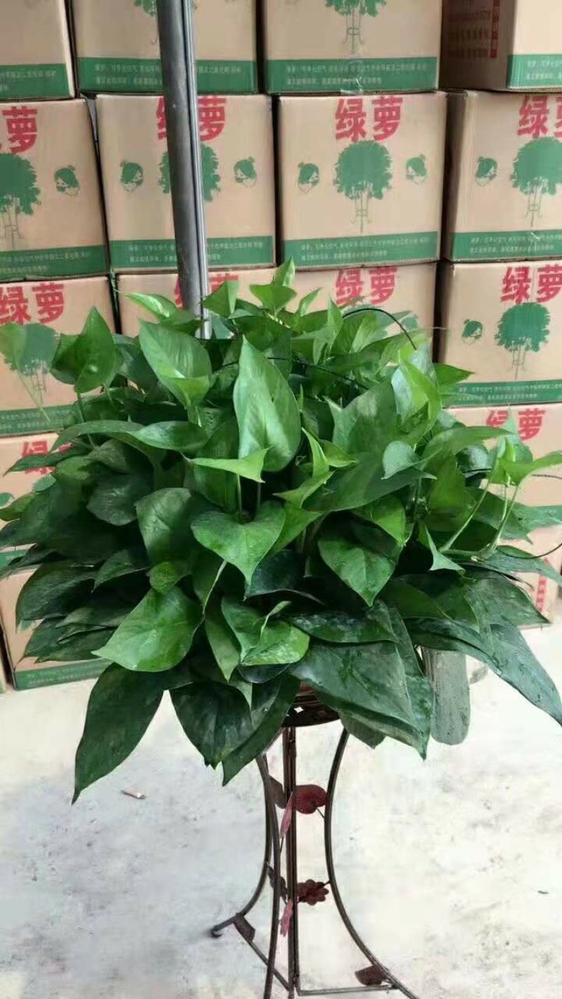花架子铁(绿萝架)