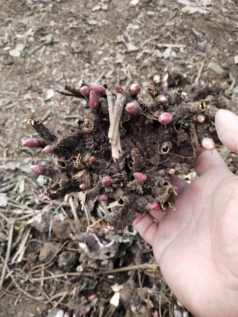基地直供白芍苗，白芍芽改良品种包成活技术指导量大从优