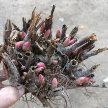 基地直供白芍苗，白芍芽改良品种包成活技术指导量大从优