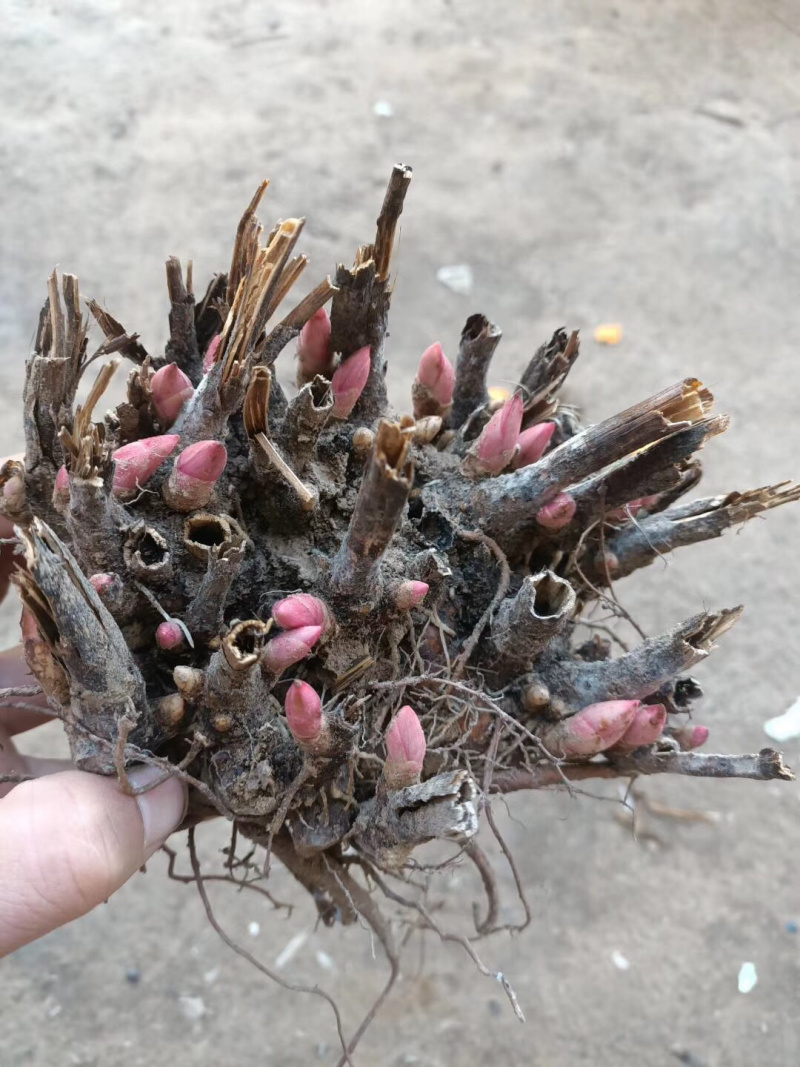 基地直供白芍苗，白芍芽改良品种包成活技术指导量大从优