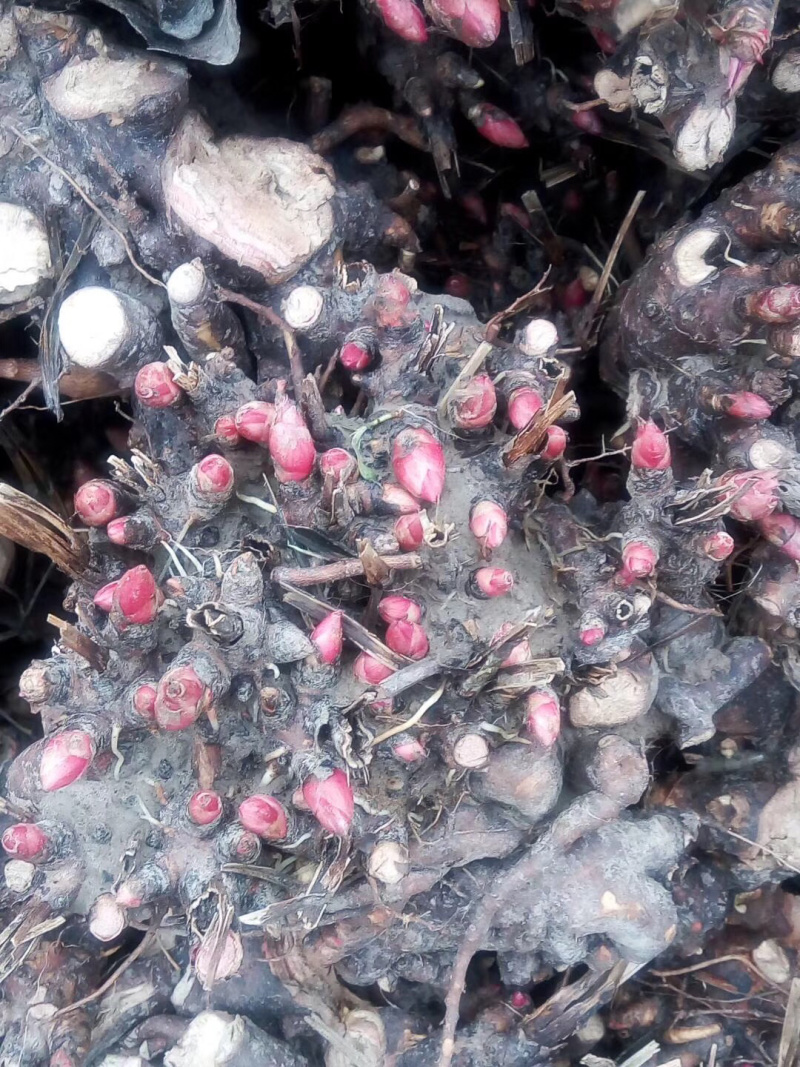 基地直供白芍苗，白芍芽改良品种包成活技术指导量大从优
