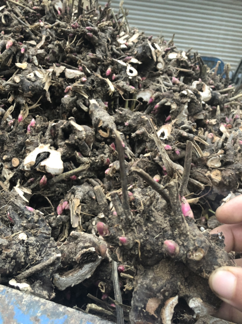 基地直供白芍苗，白芍芽改良品种包成活技术指导量大从优