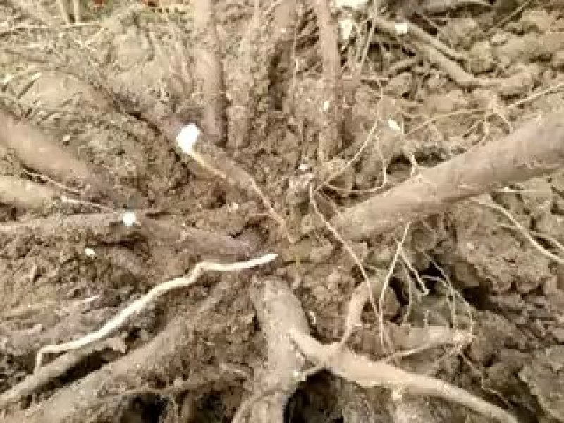 芍药苗优质一年芍药苗基地直发品质保证优质赤芍苗