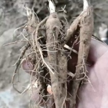 芍药苗优质一年芍药苗基地直发品质保证优质赤芍苗