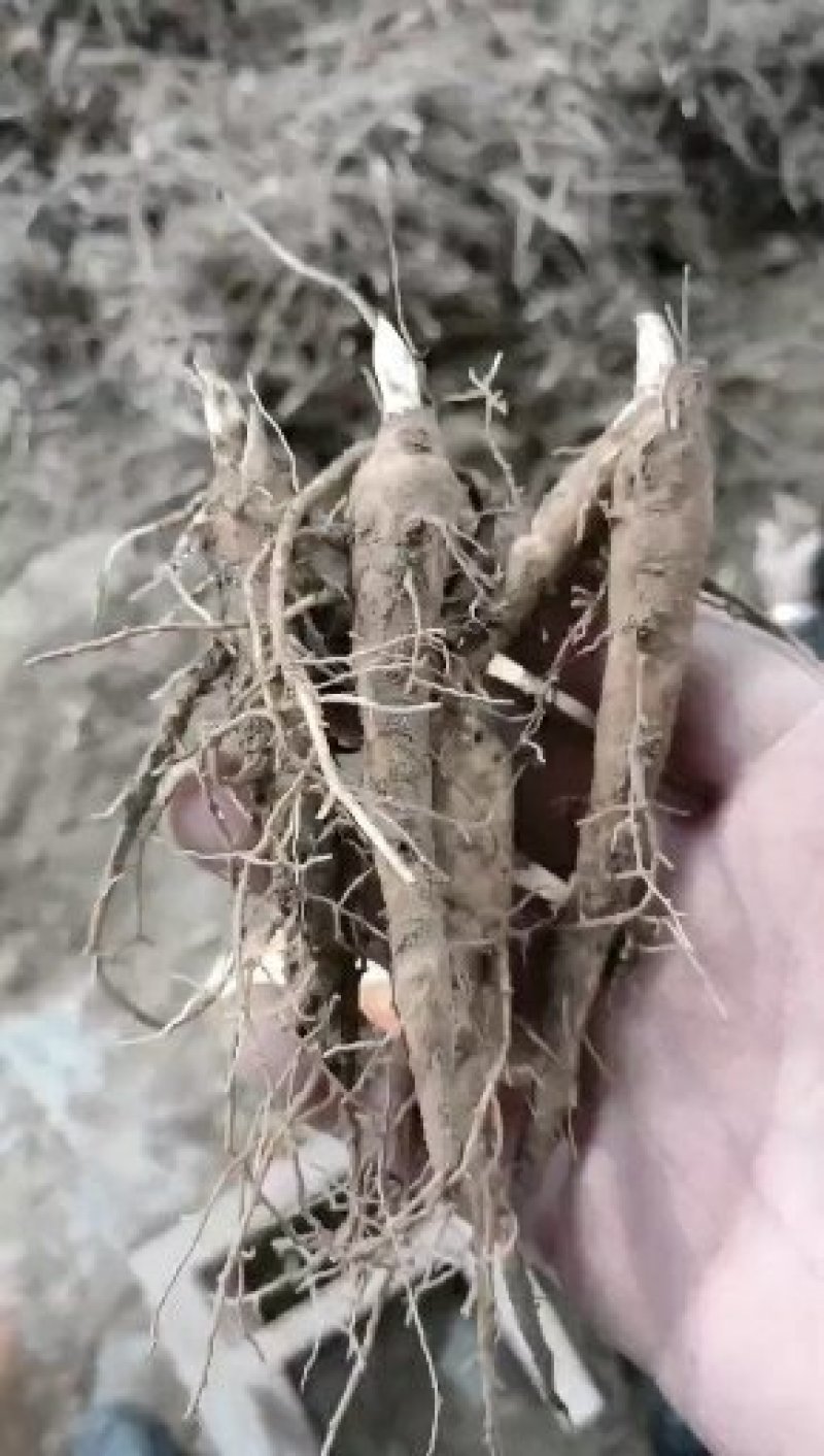 芍药苗优质一年芍药苗基地直发品质保证优质赤芍苗
