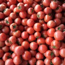 优质硬粉西红柿