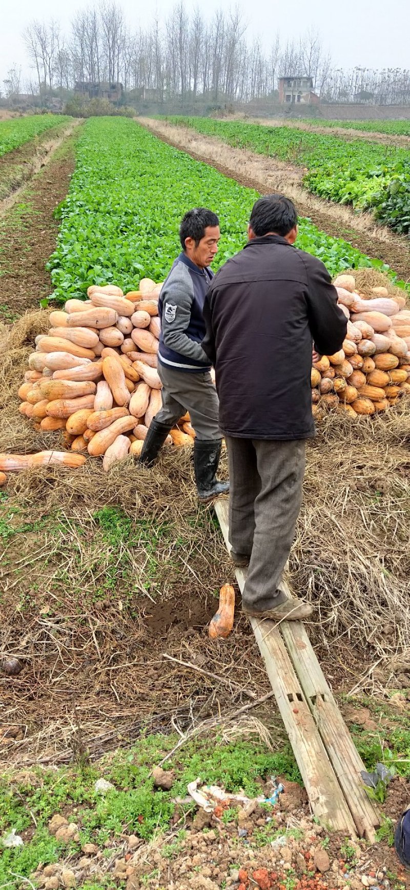 金韩密本南瓜又甜又面，一手货源欢迎各位老板订购，常年供应