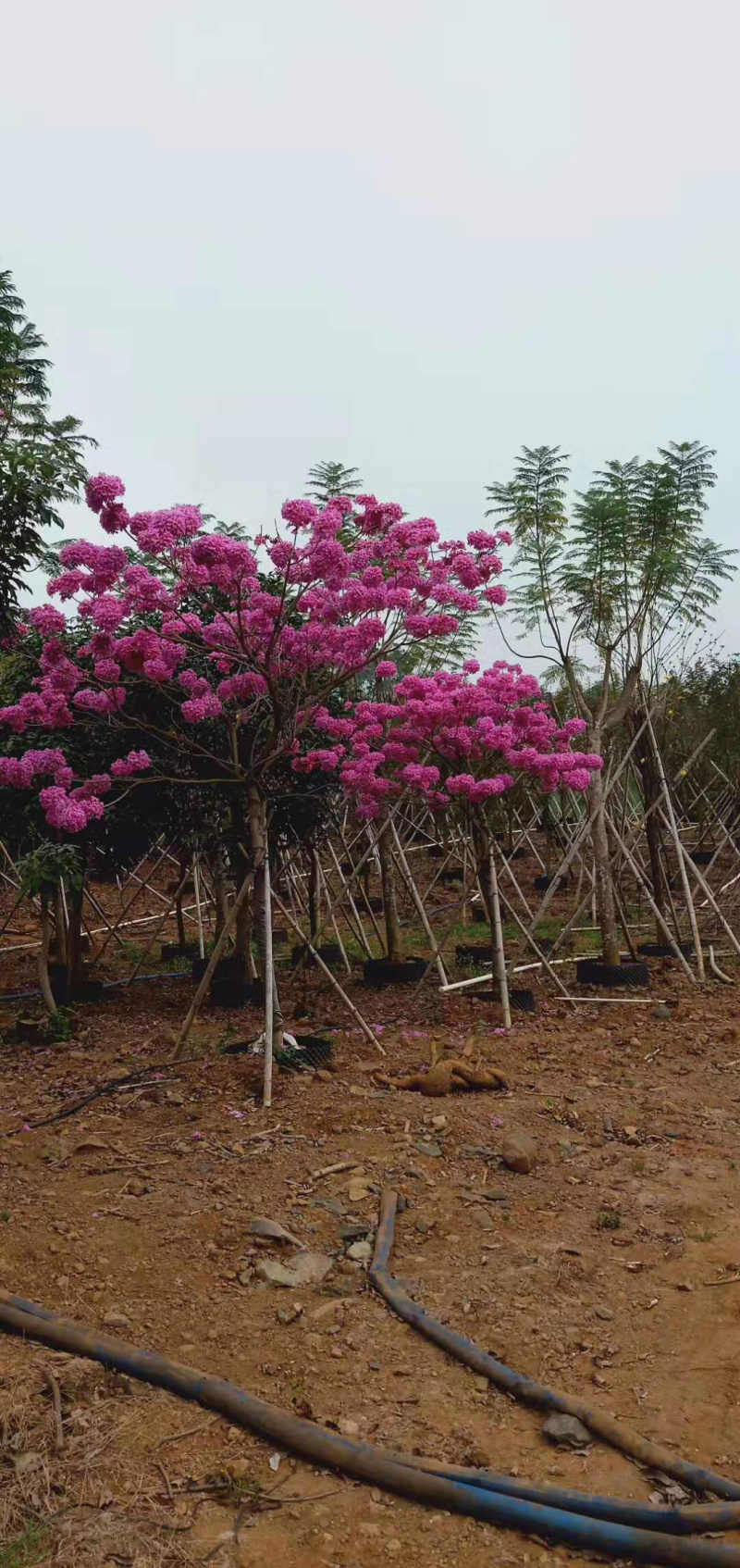 紫花风铃木树苗多花绣球品种小苗袋苗杯苗苗场直销珍贵树苗