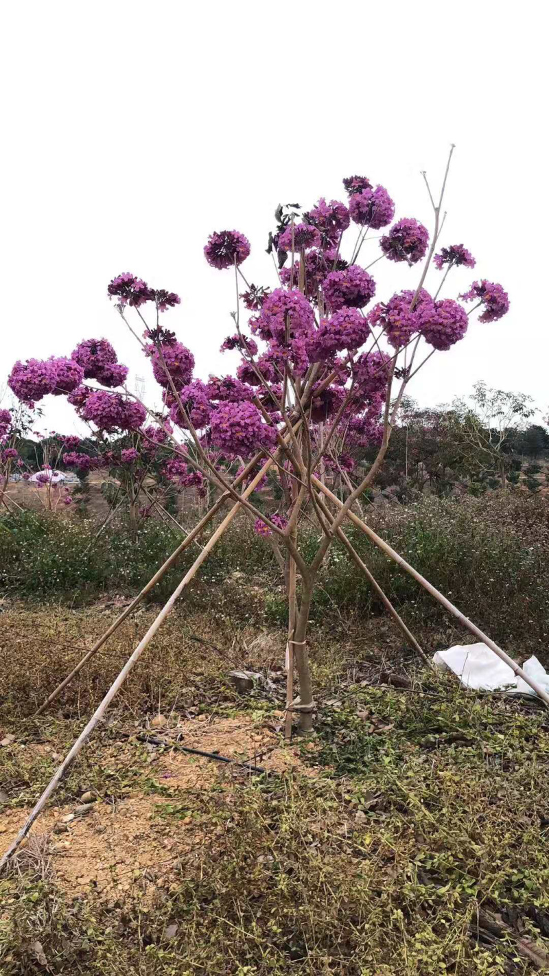 紫花风铃木树苗多花绣球品种小苗袋苗杯苗苗场直销珍贵树苗