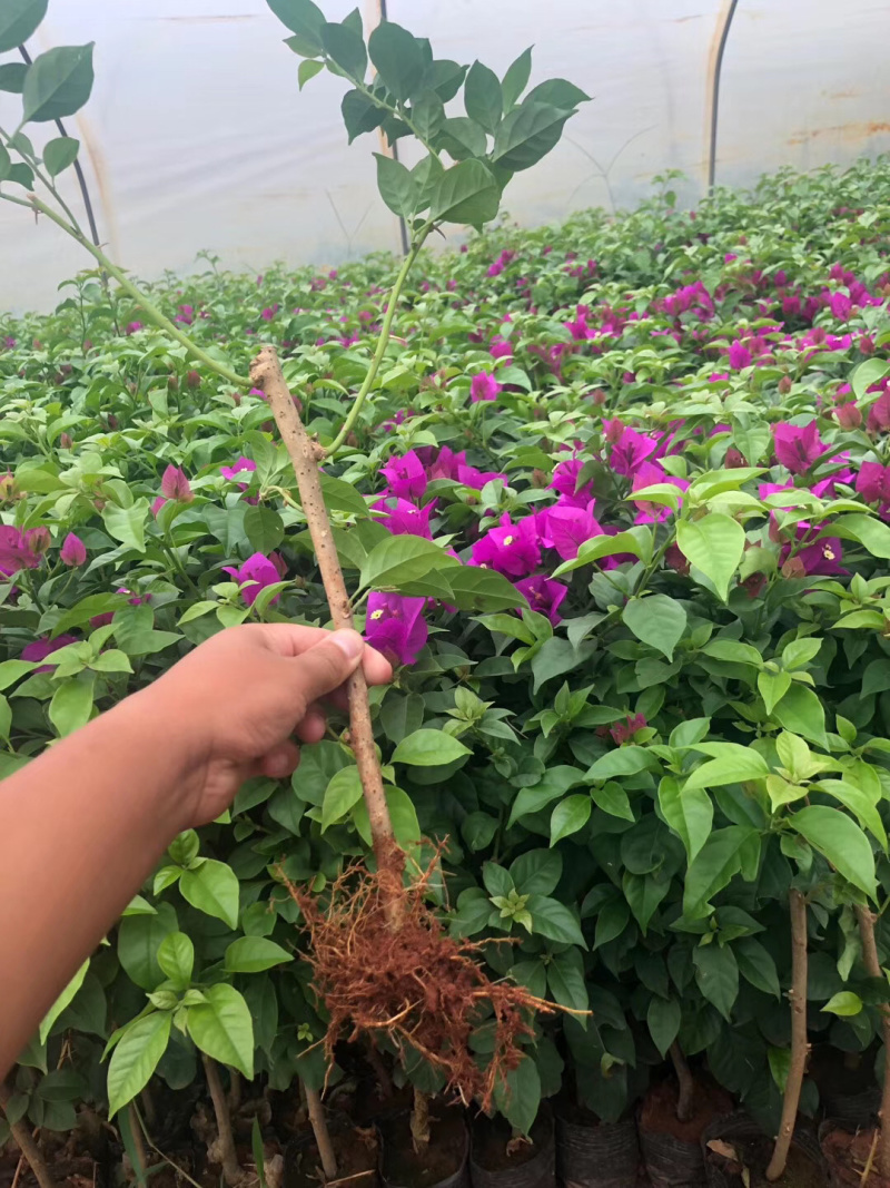 云南紫中国红三角梅40公分三角梅叶子花