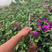 云南紫中国红三角梅40公分三角梅叶子花