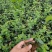 蓝莓苗2-5年蓝莓苗盆栽地栽蓝莓苗品种多