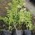 蓝莓苗2-5年蓝莓苗盆栽地栽蓝莓苗品种多