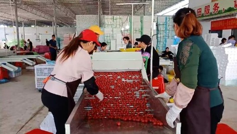 广东电白千禧圣女果产地现货直供全国各大商超市场电商社区