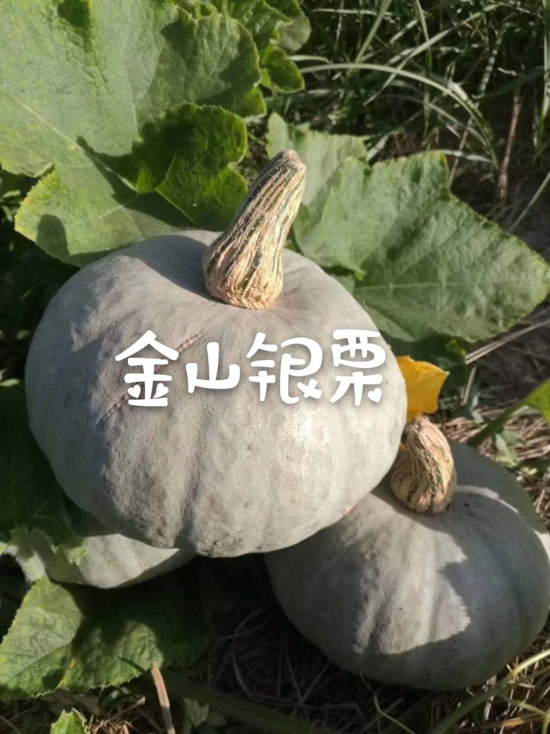 改良板栗南瓜种子，口感香甜面，板栗南瓜种子厂家发货招代理