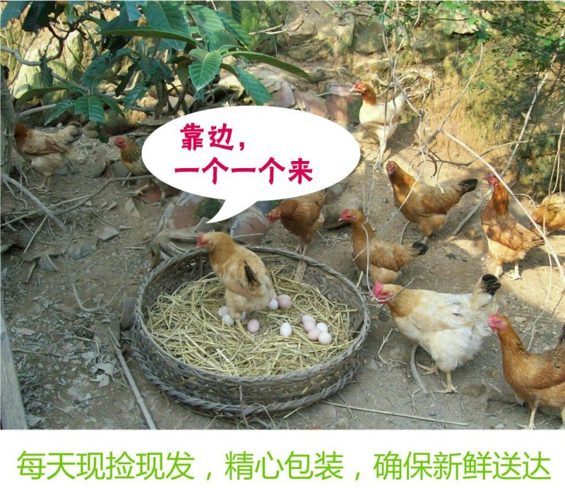 农家山林散养土鸡蛋柴鸡蛋破损理赔批发支持一件代发拿样包邮