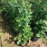 爬墙梅花苗藤本爬藤植物红花蔷薇庭院绿化无刺蔷薇苗木