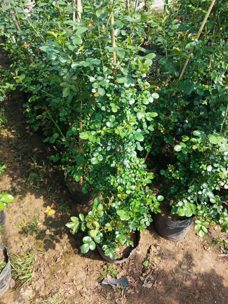 爬墙梅花苗藤本爬藤植物红花蔷薇庭院绿化无刺蔷薇苗木