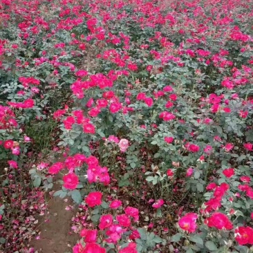 爬墙梅花苗藤本爬藤植物红花蔷薇庭院绿化无刺蔷薇苗木