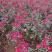 爬墙梅花苗藤本爬藤植物红花蔷薇庭院绿化无刺蔷薇苗木