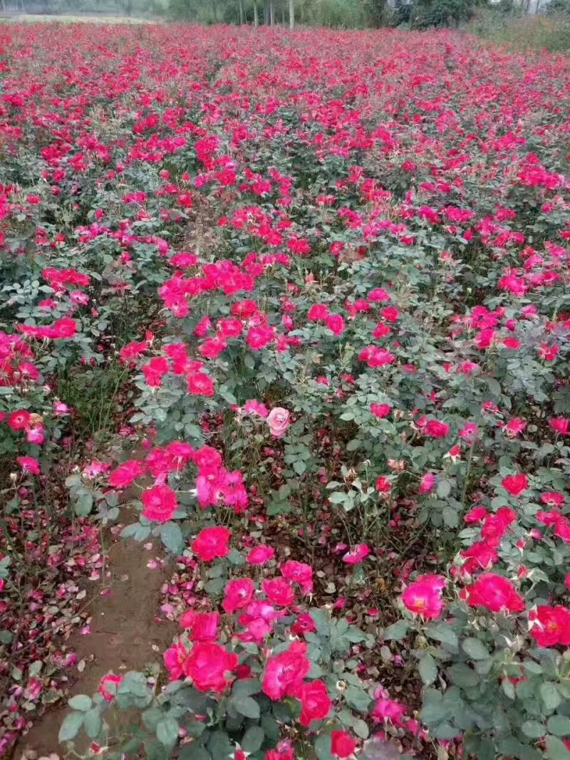 爬墙梅花苗藤本爬藤植物红花蔷薇庭院绿化无刺蔷薇苗木