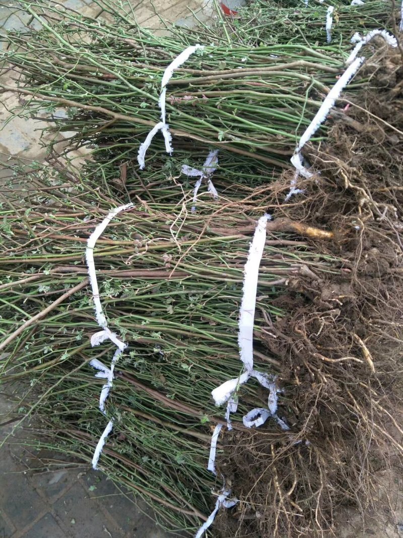 爬墙梅花苗藤本爬藤植物红花蔷薇庭院绿化无刺蔷薇苗木