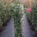 爬墙梅花苗藤本爬藤植物红花蔷薇庭院绿化无刺蔷薇苗木