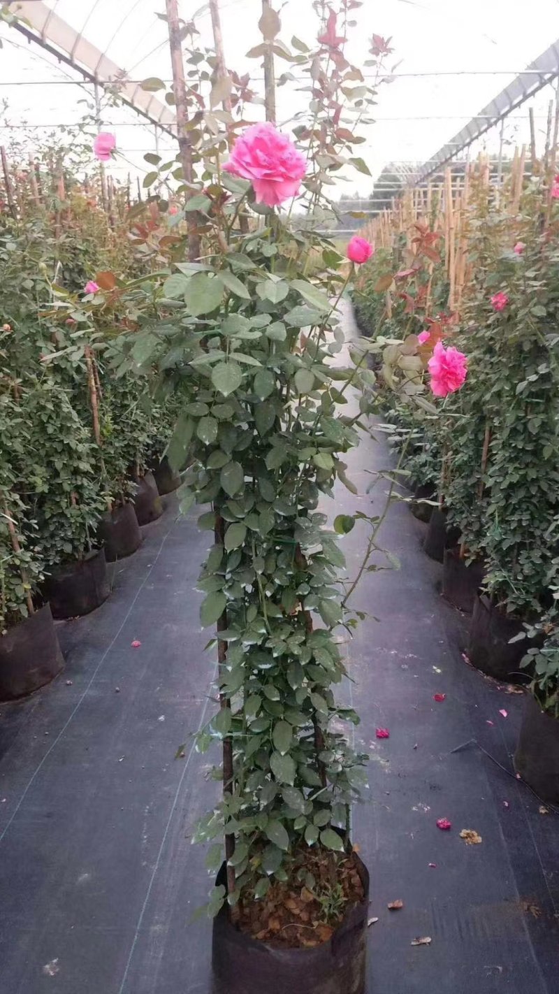 爬墙梅花苗藤本爬藤植物红花蔷薇庭院绿化无刺蔷薇苗木