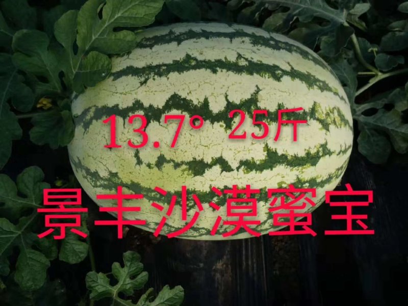 景丰沙漠蜜宝西瓜种子抗病耐旱丰产甜度高
