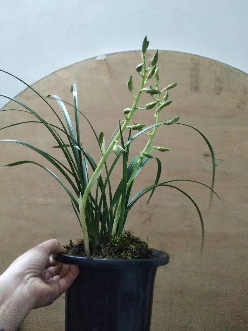 兰花蕙兰春兰盆景2～3年熟草开花浓香批发零售