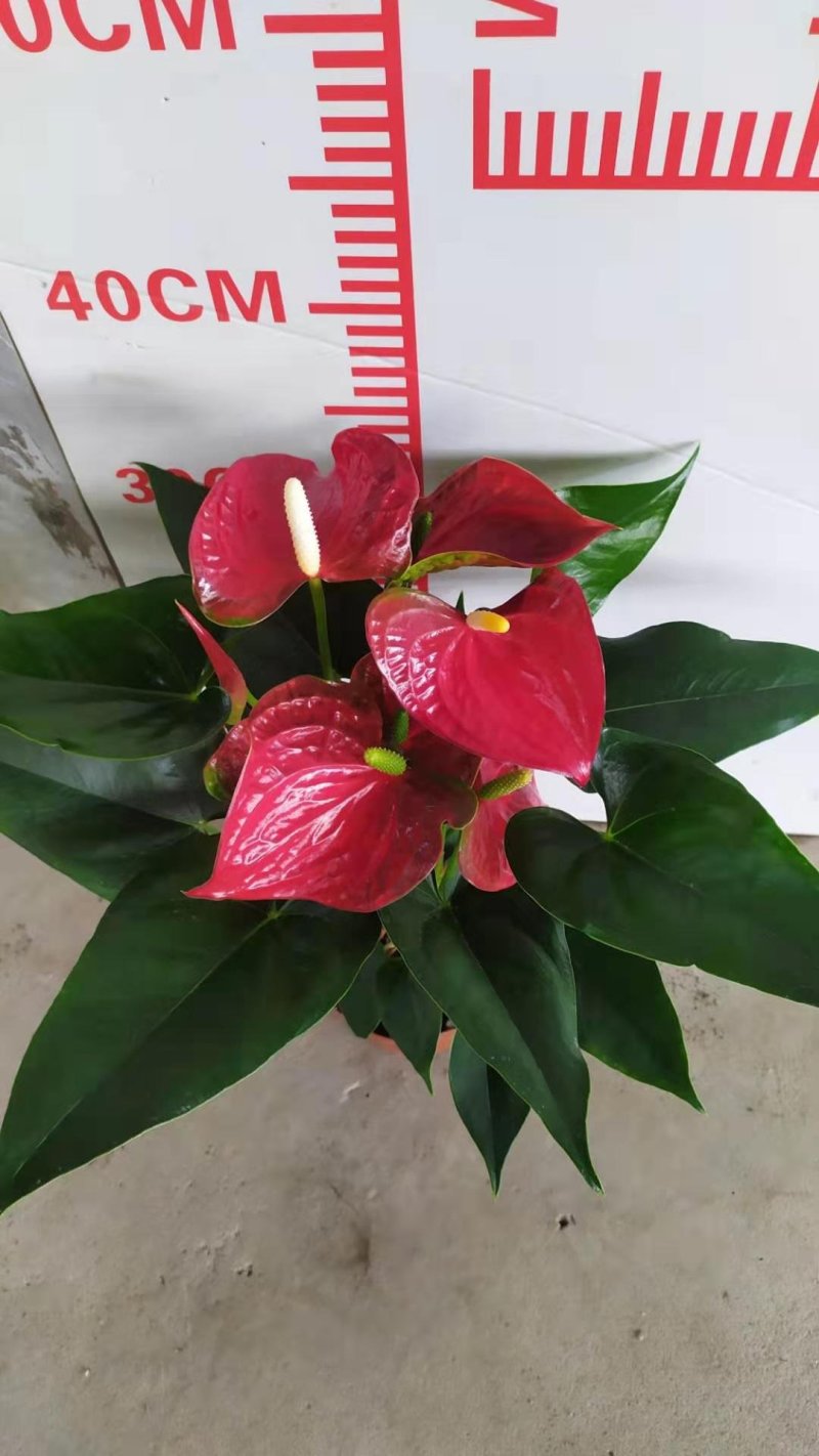 红掌