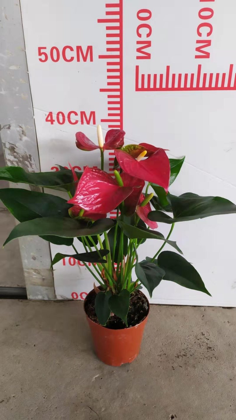 红掌