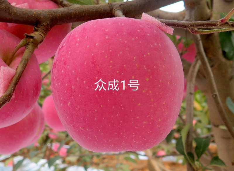 比烟富八还好的苹果～众成1号全红苹果苗，2年生挂小树帽苗