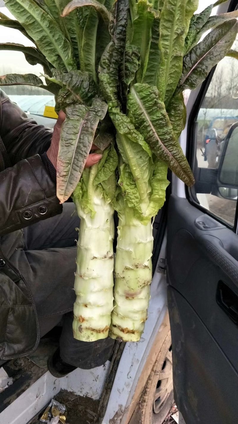 红香叶莴笋大棚种植青皮青肉吃着口感好，质量保证