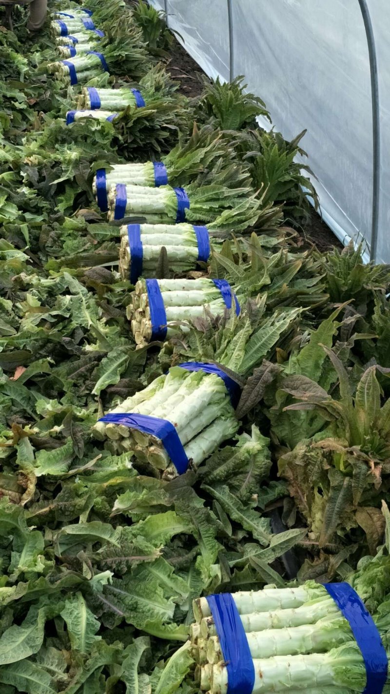 红香叶莴笋大棚种植青皮青肉吃着口感好，质量保证