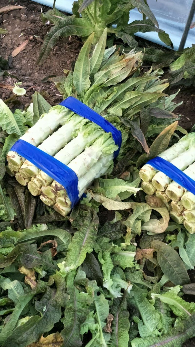 红香叶莴笋大棚种植青皮青肉吃着口感好，质量保证