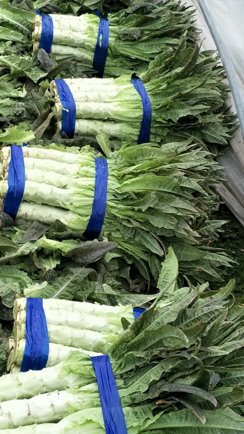 红香叶莴笋大棚种植青皮青肉吃着口感好，质量保证