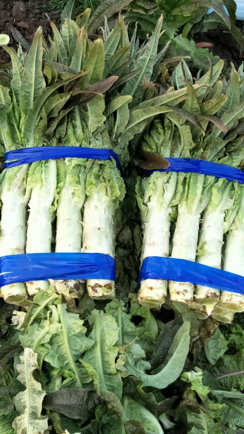 红香叶莴笋大棚种植青皮青肉吃着口感好，质量保证