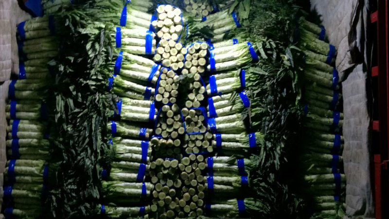 红香叶莴笋大棚种植青皮青肉吃着口感好，质量保证