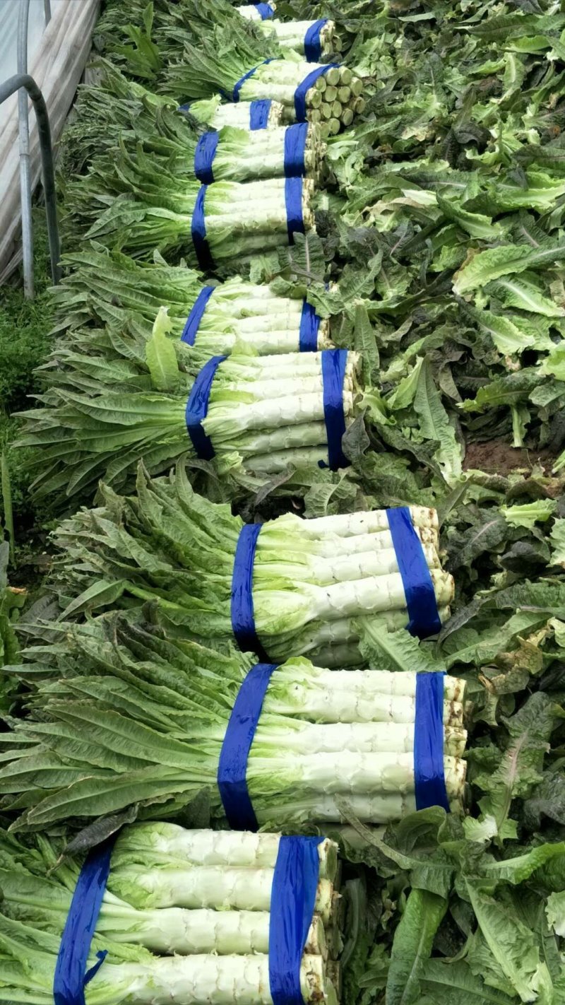 红香叶莴笋大棚种植青皮青肉吃着口感好，质量保证