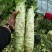 红香叶莴笋大棚种植青皮青肉吃着口感好，质量保证