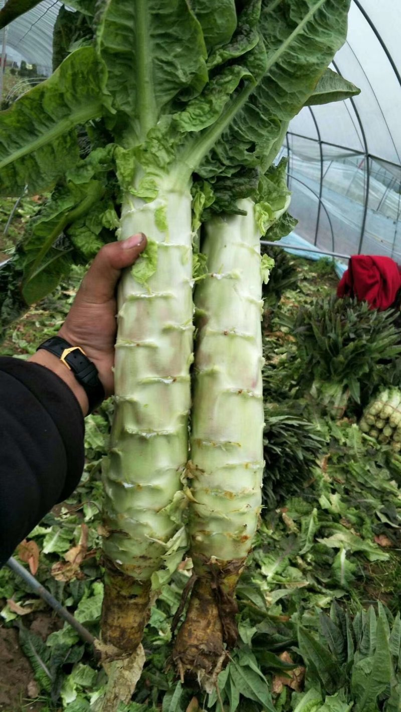红香叶莴笋大棚种植青皮青肉吃着口感好，质量保证